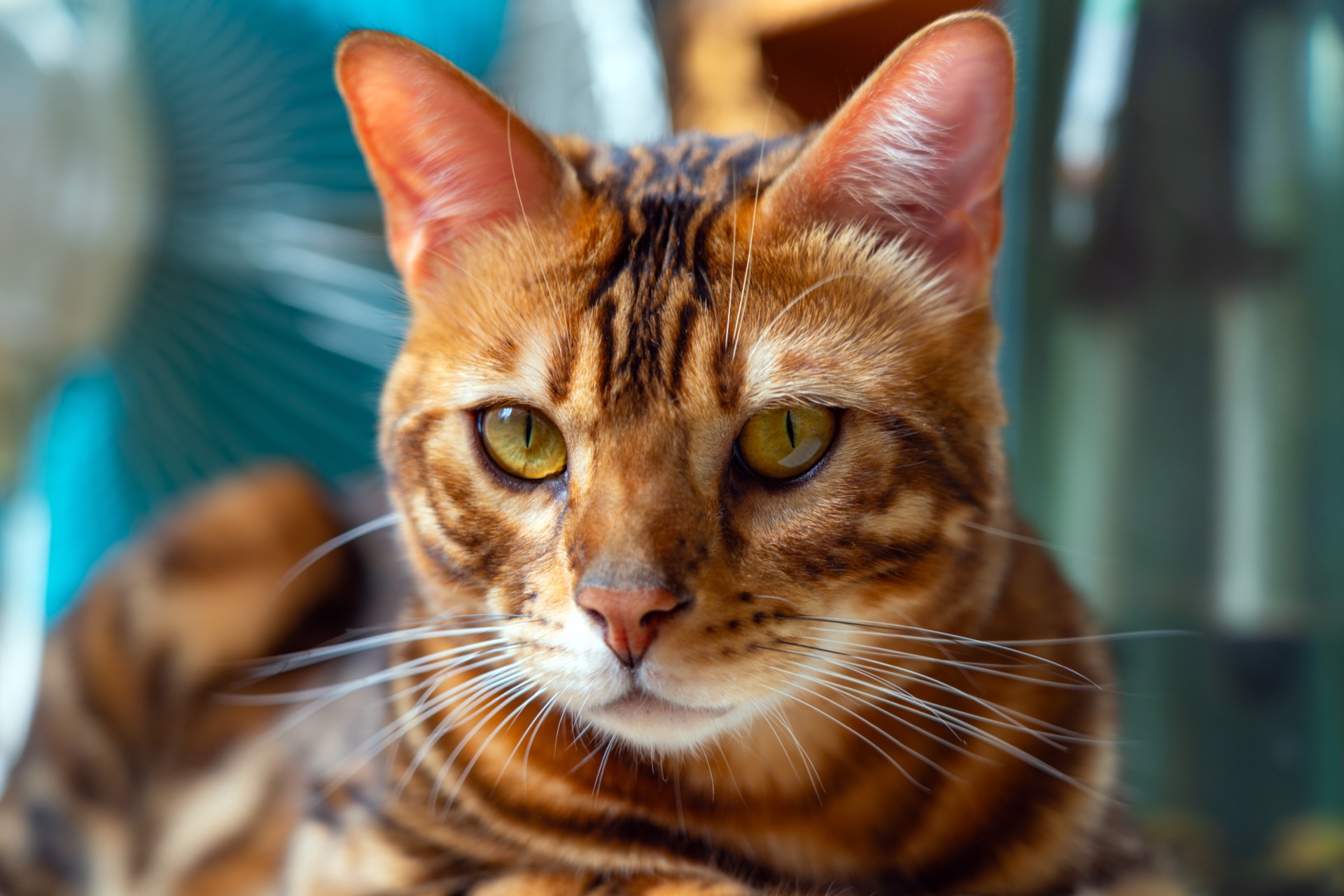 Close-up of an orange striped cat