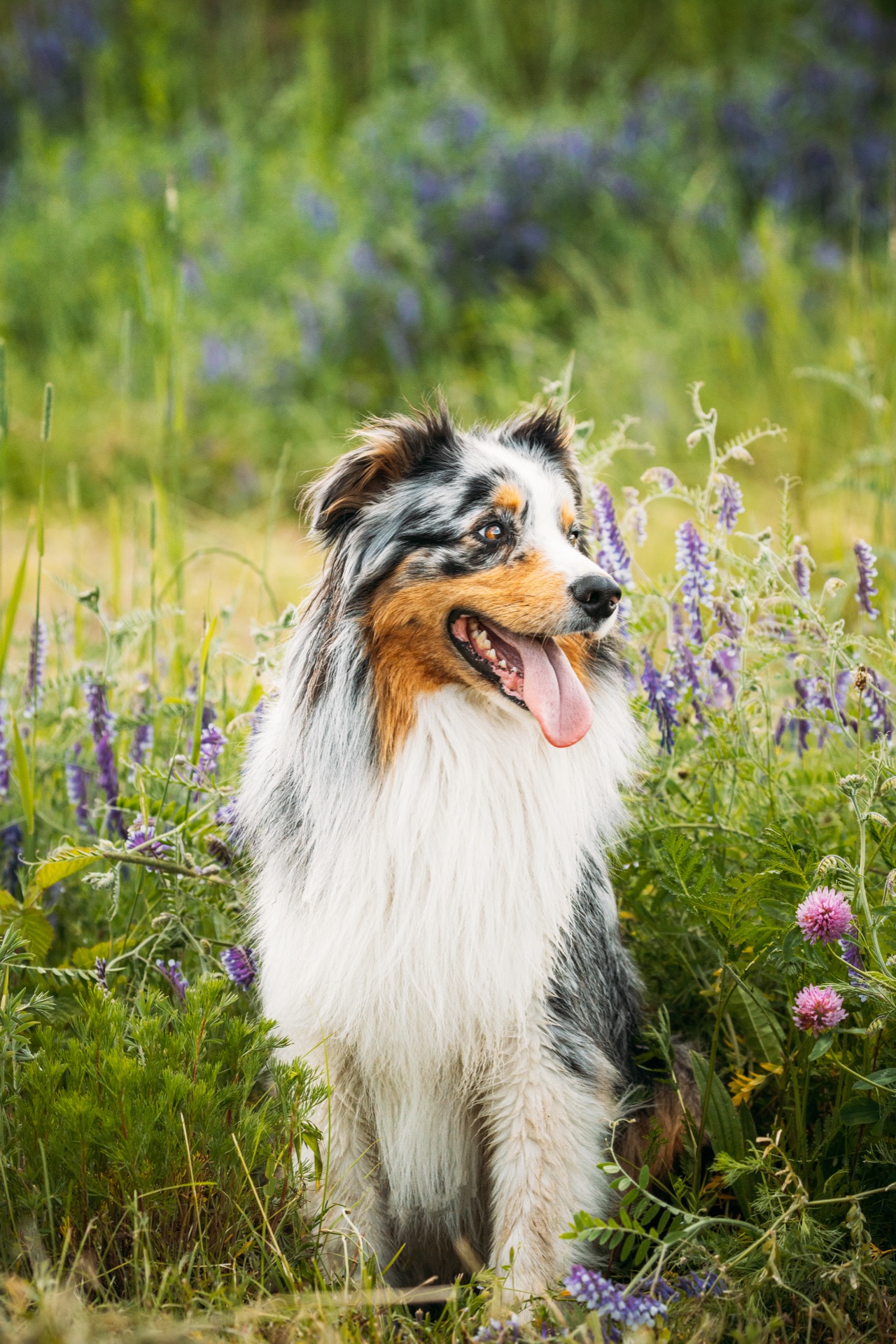 Australian shepherd sitting in a field of wildflowers